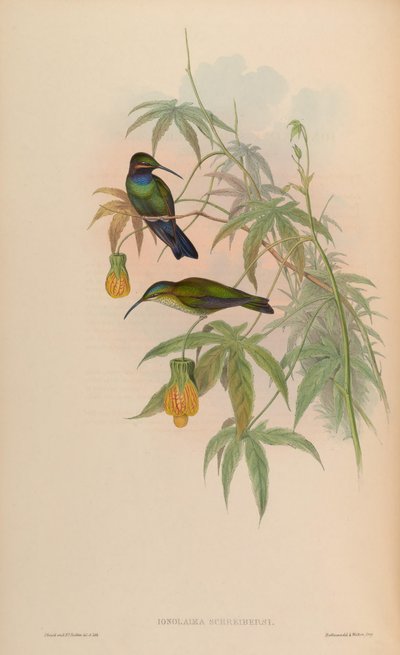 Inolaima schreibersii = Heliodoxa schreibersii by John Gould